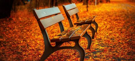 Picture shows two park benches covered with fall colored leaves and the background is full of fall colored leaves.