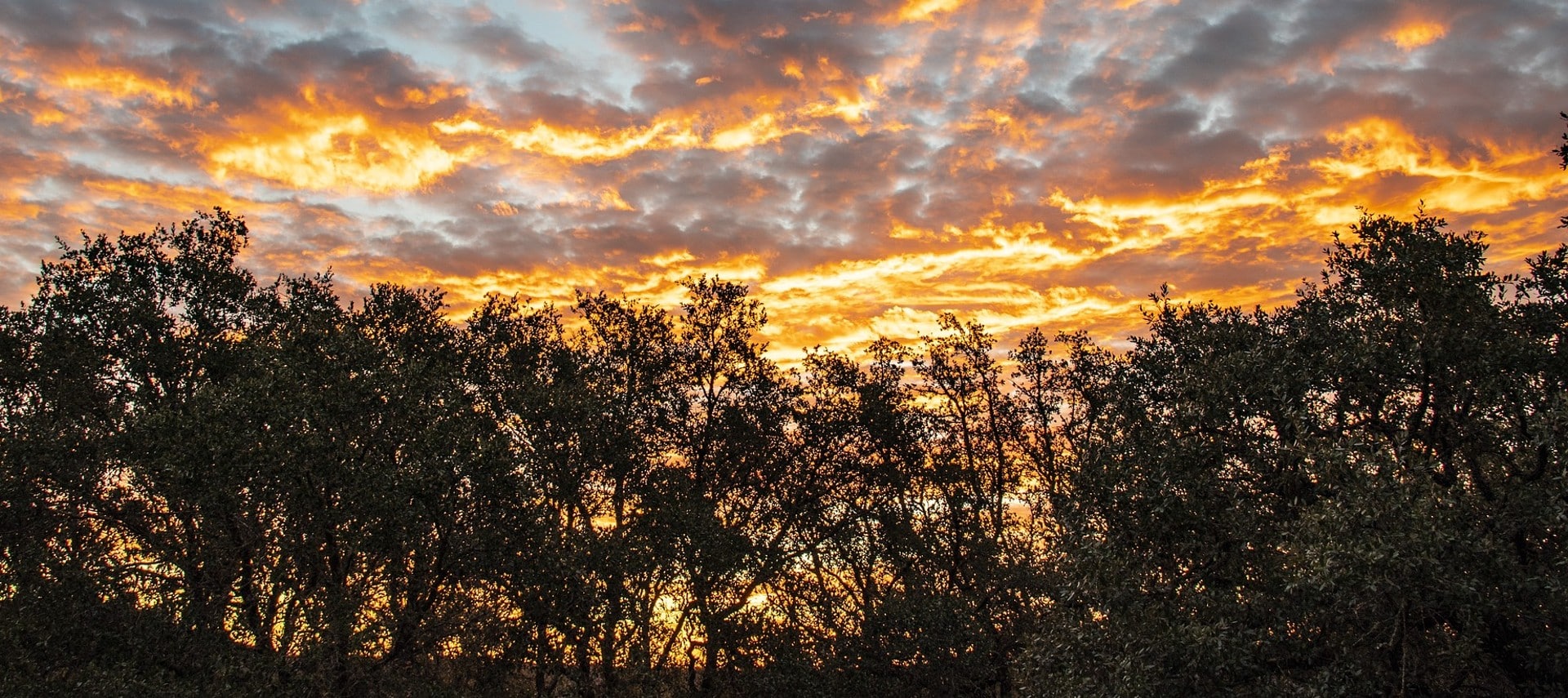 Brilliant golden sunrise skies peeking through clouds above a row of trees