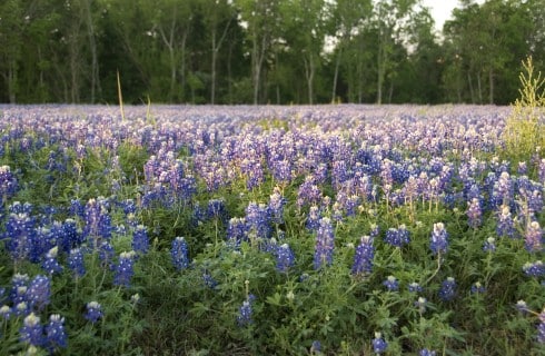 Large field full of bluebonnet flowers