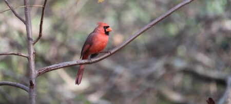 This is a picture of a red Cardinal song bird perched on a tree branch.