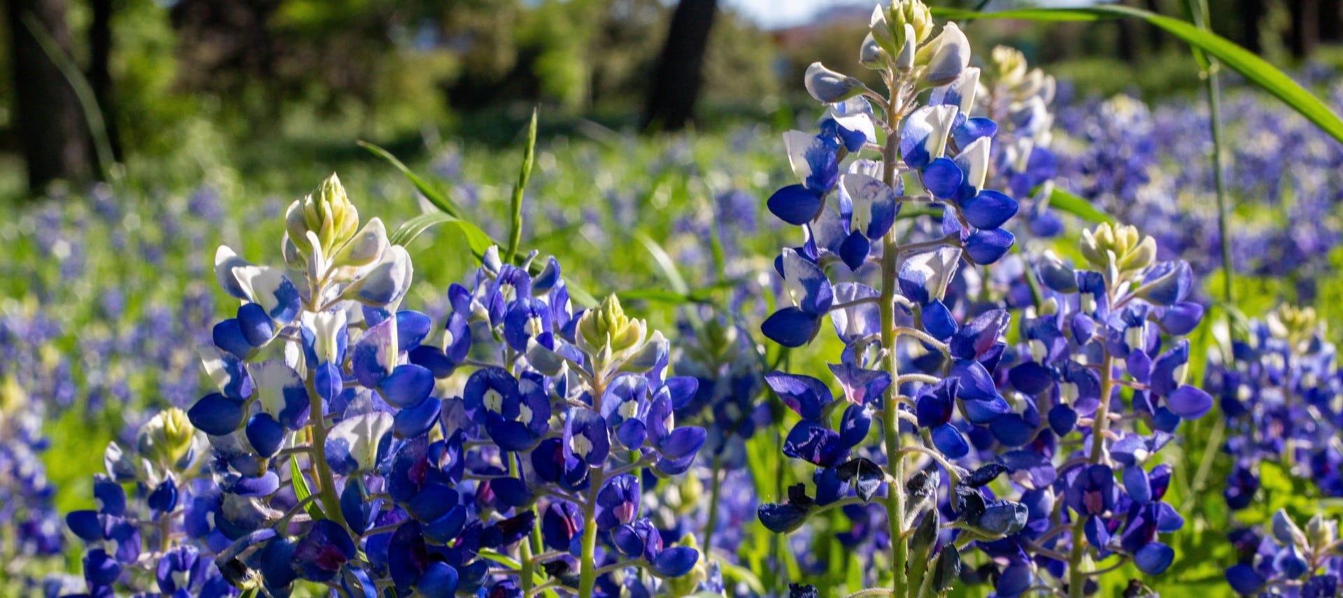 Field of brilliant blue and white flowers