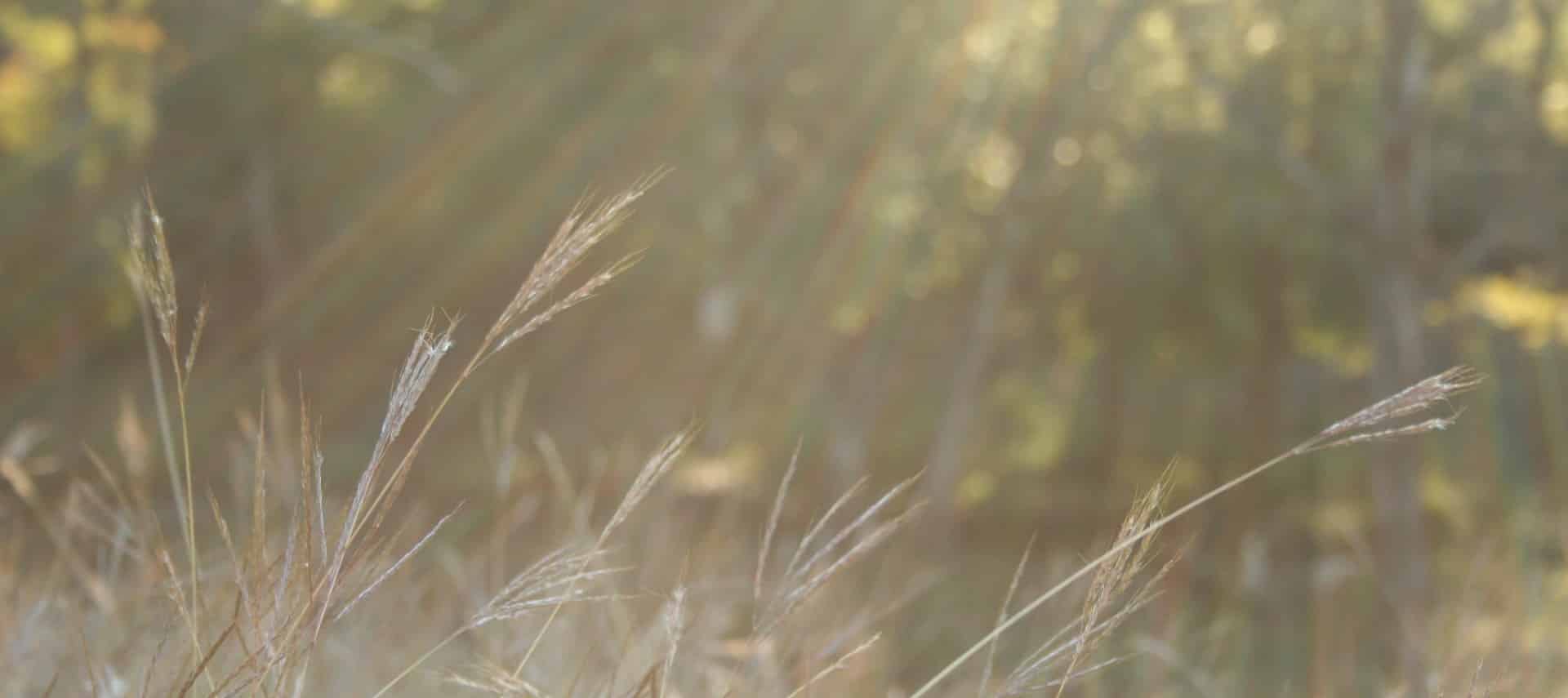 Blades of grass lit up in golden rays of sun